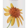 Arnica Soothing Massage Oil - 237 ml.